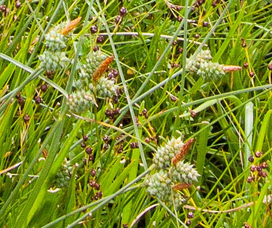 Carex extensa fruit