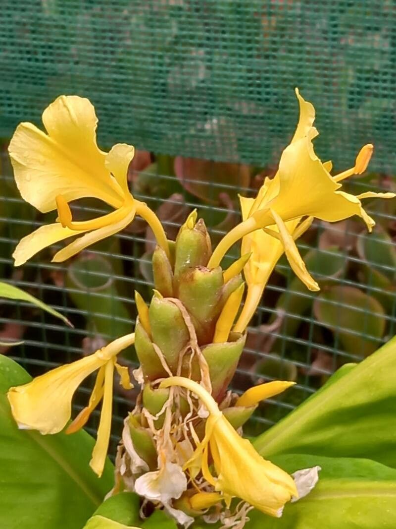 Hedychium flavum flower