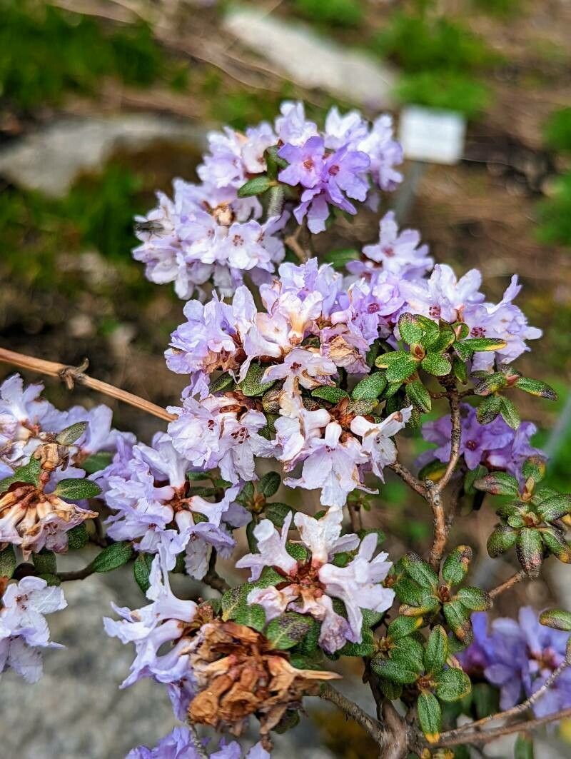 Rhododendron intricatum flower
