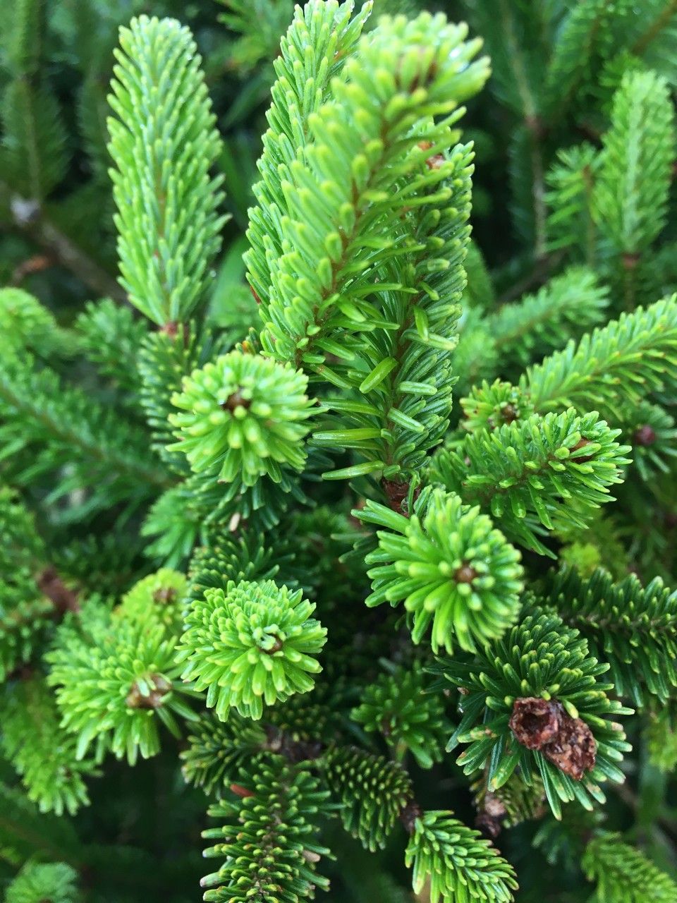 Abies kawakamii — search result for 'Pinaceae'