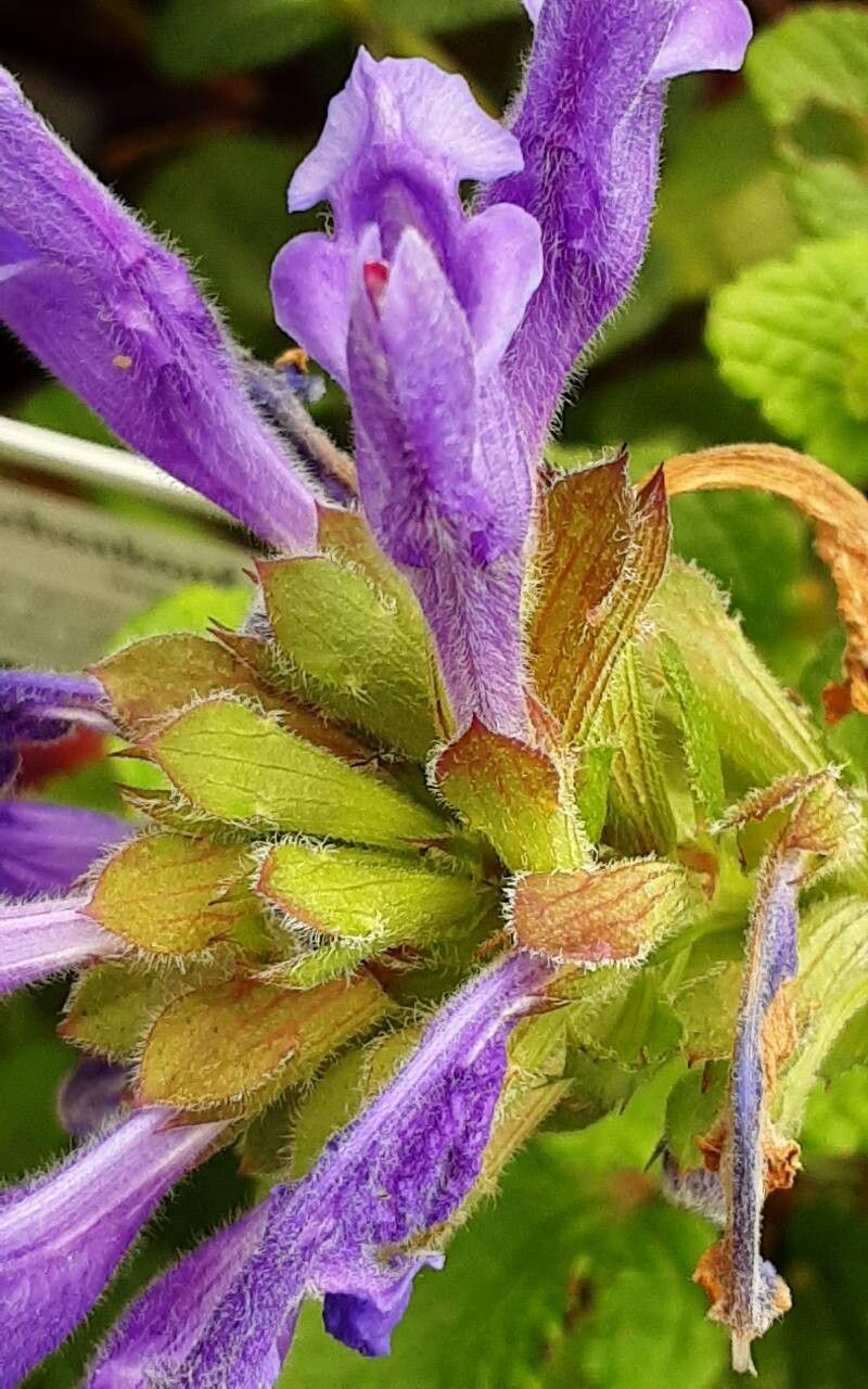 Dracocephalum rupestre flower