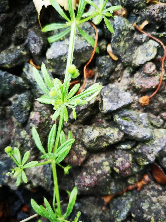 Galium parisiense fruit
