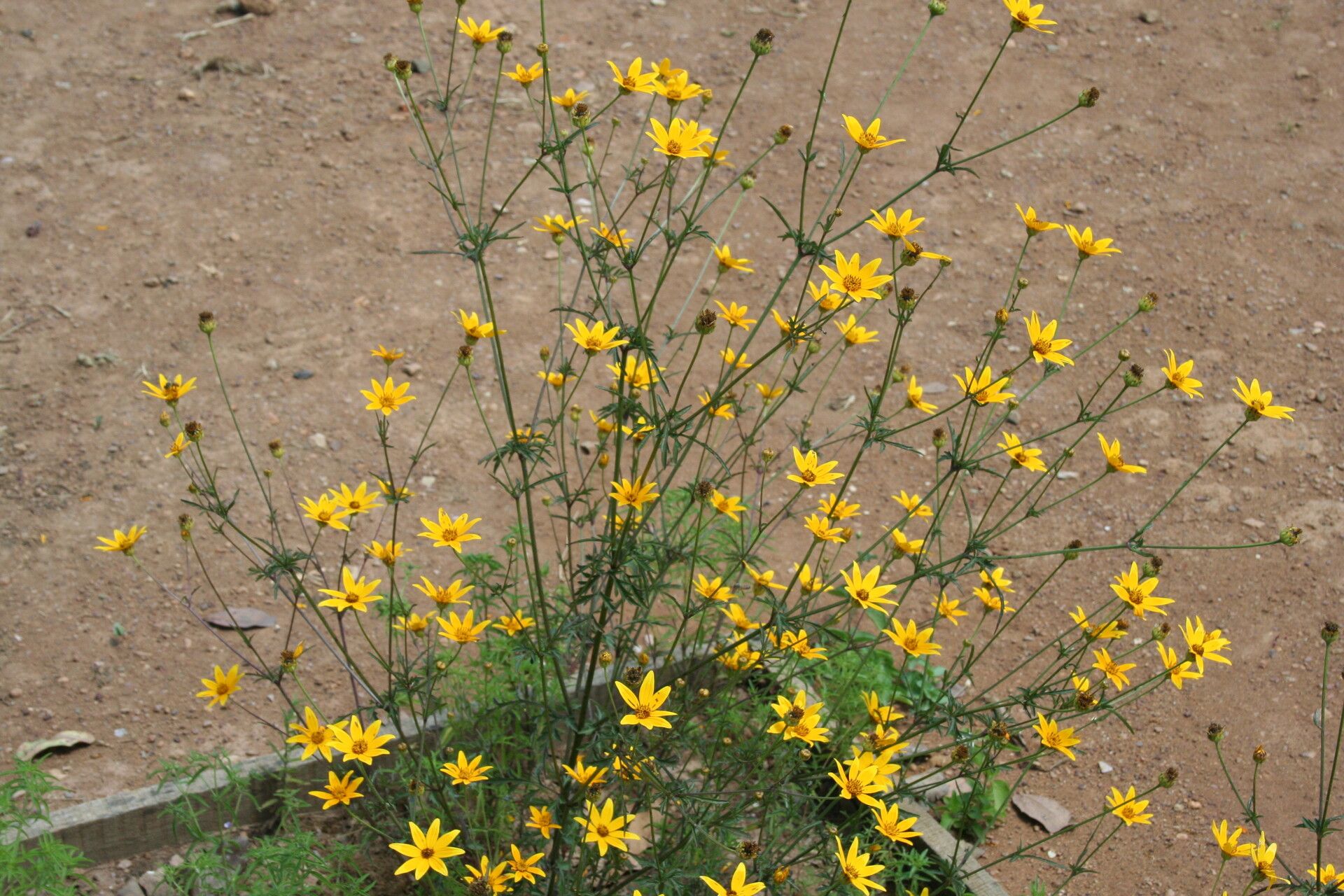 Bidens oligoflora flower