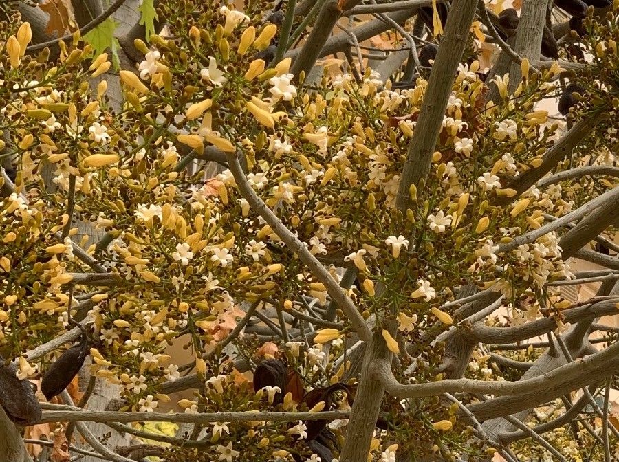 Brachychiton australis flower