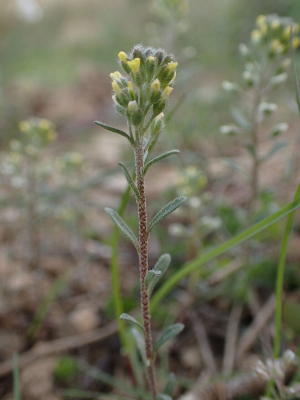 Alyssum alyssoides — search result for 'Brassicaceae'