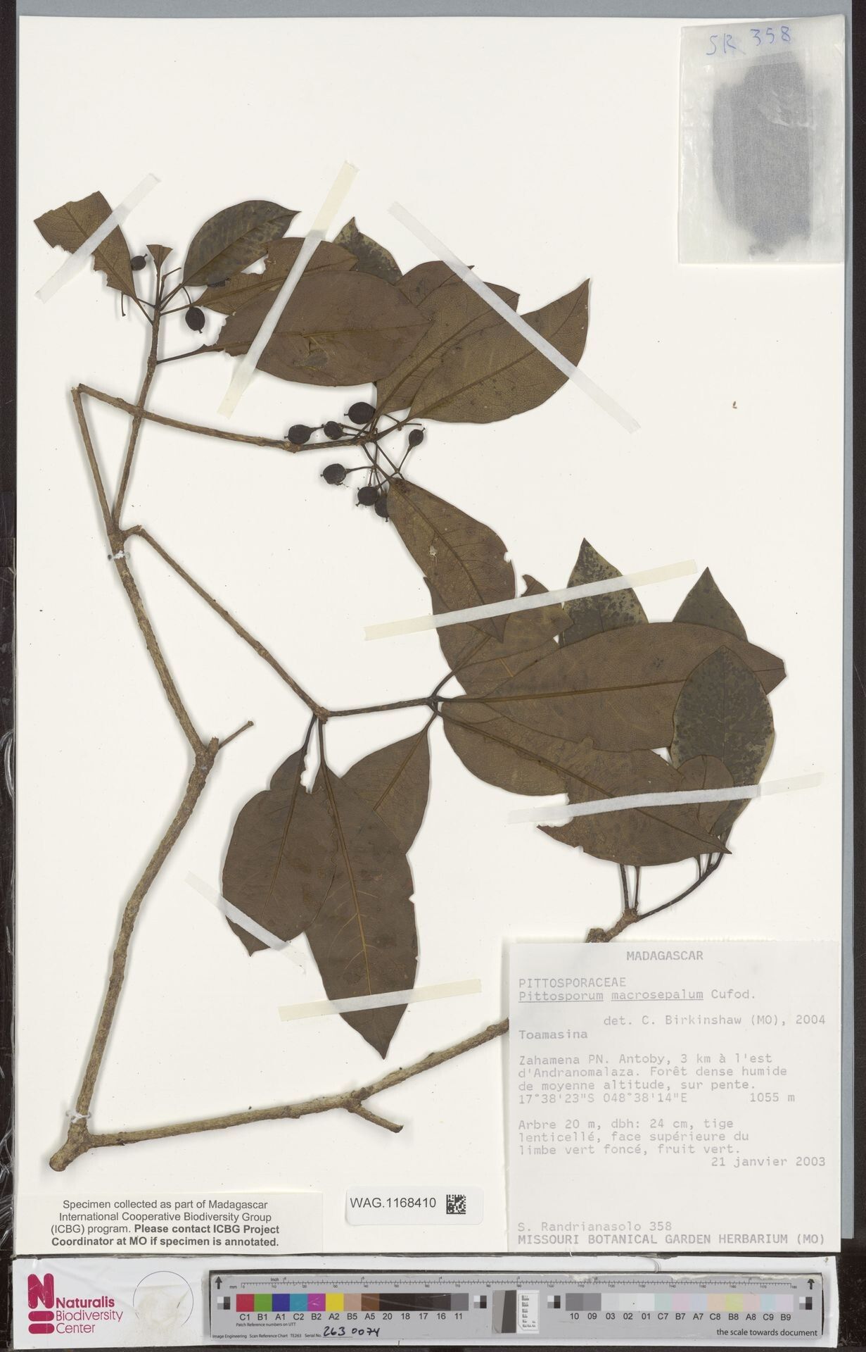 Pittosporum macrosepalum — search result for 'Pittosporum'