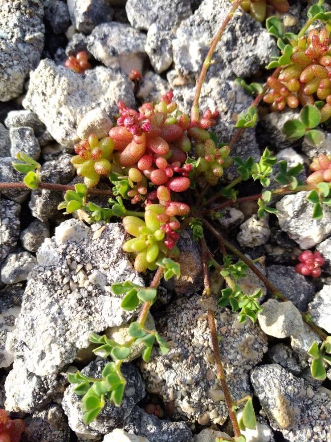 Sedum caeruleum — houseplant care guide