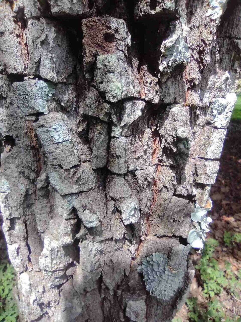 Eugenia dysenterica bark