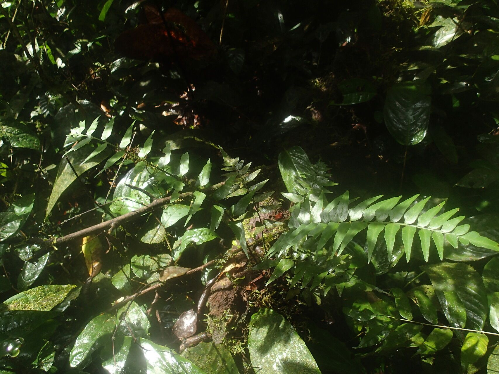 Asplenium cancellatum habit