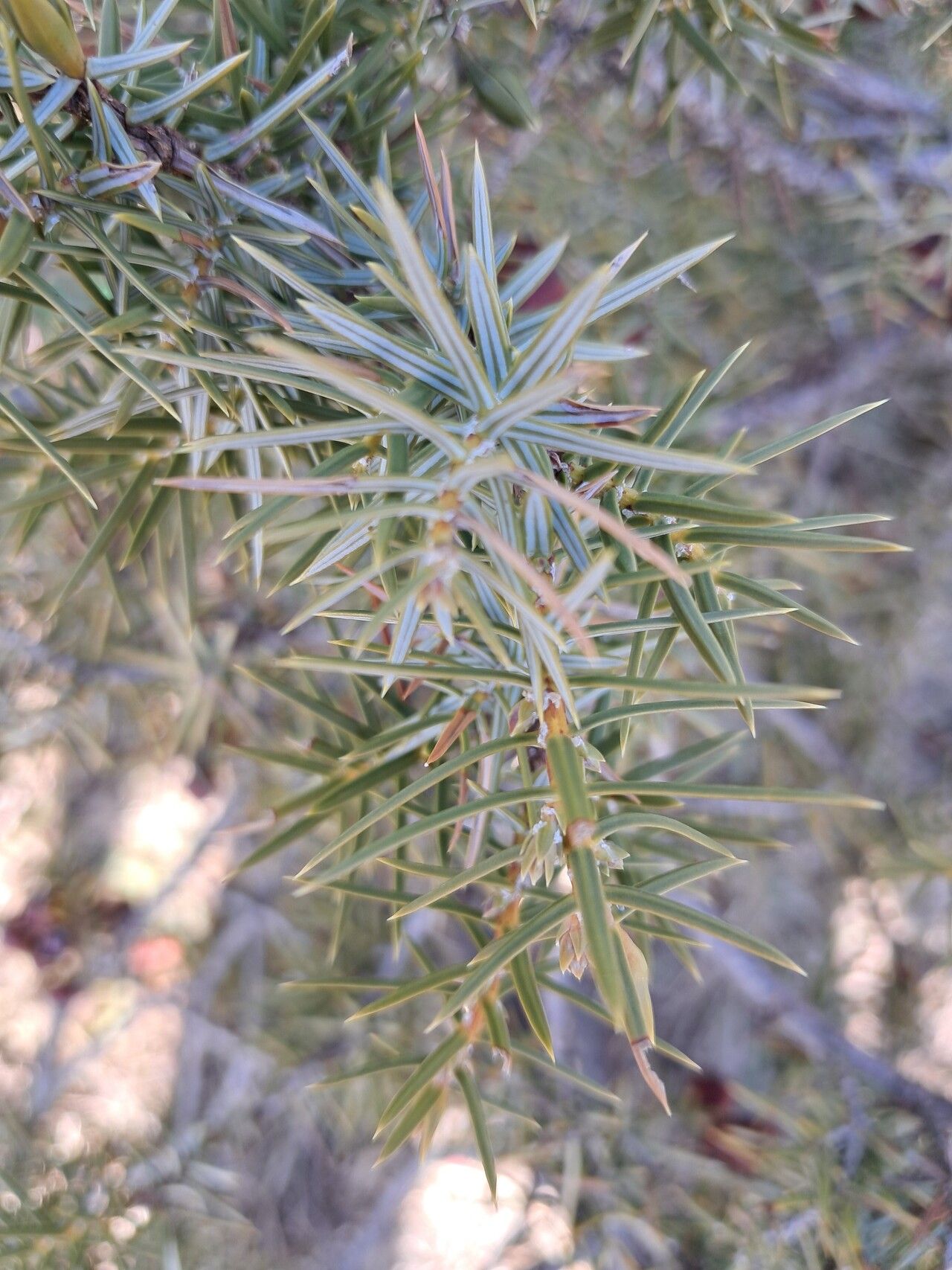Juniperus deltoides leaf