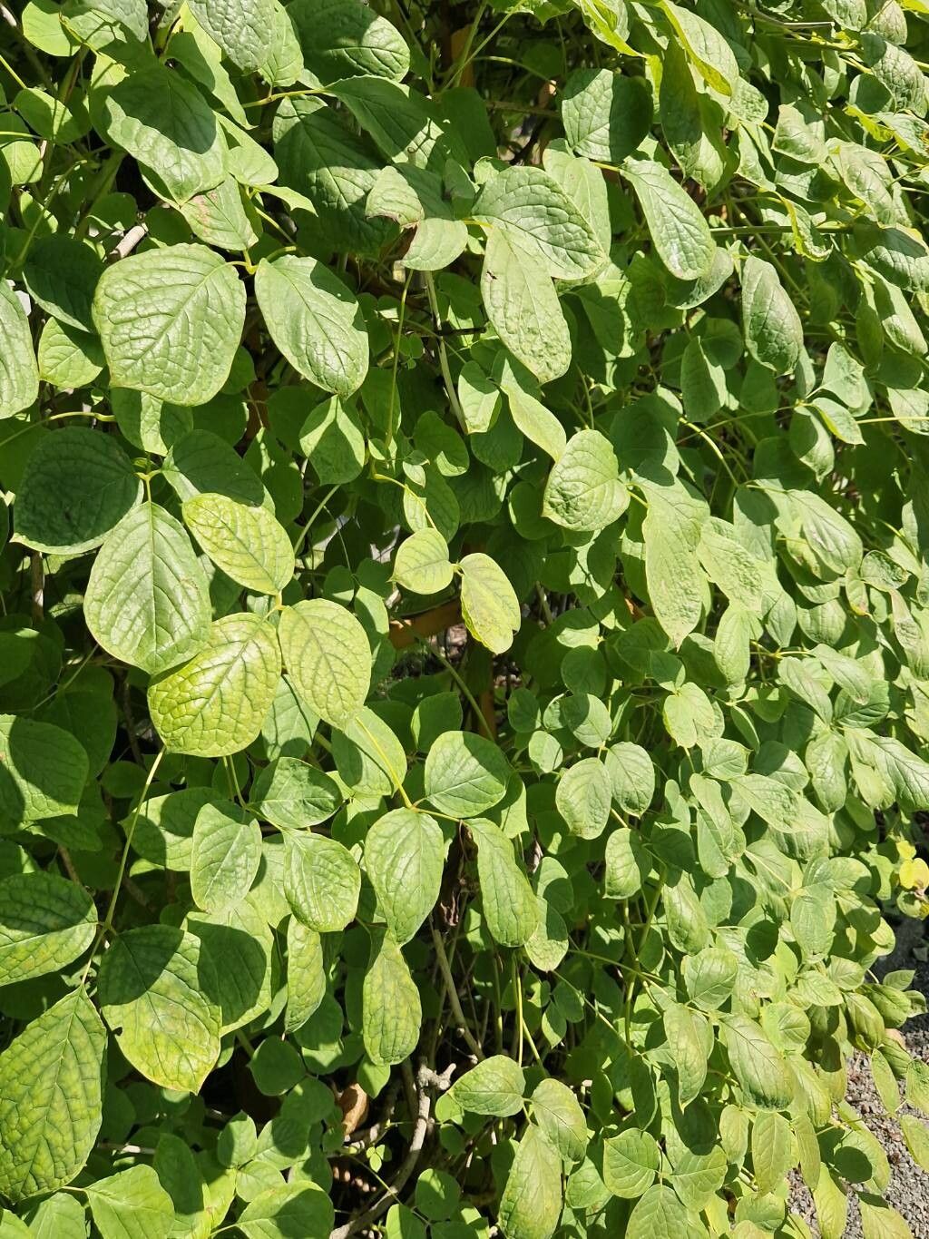 Sinofranchetia chinensis habit