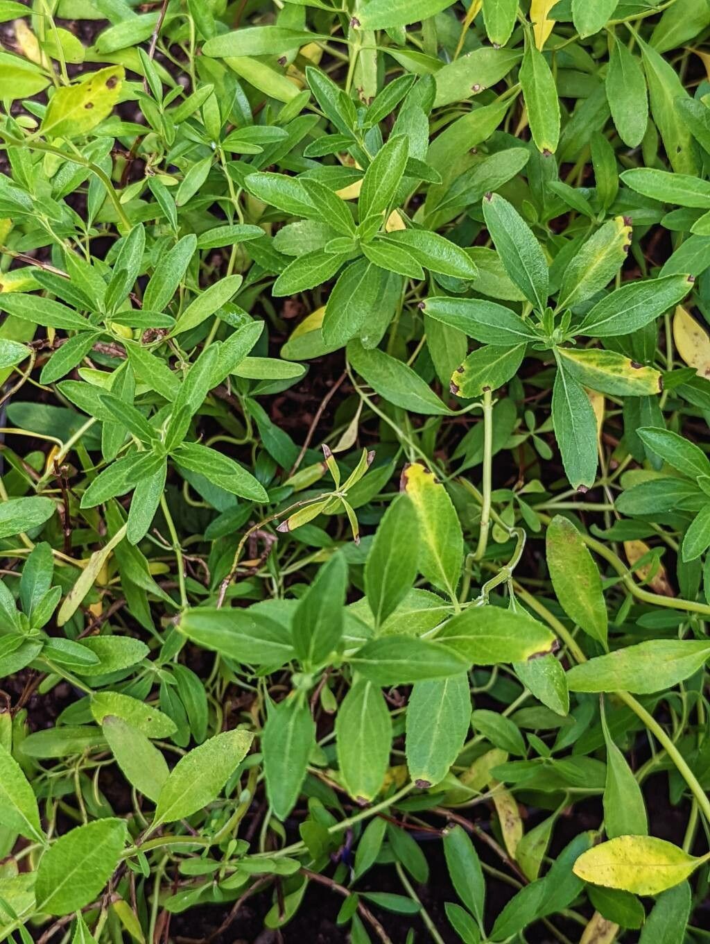 Salvia coahuilensis — houseplant care guide