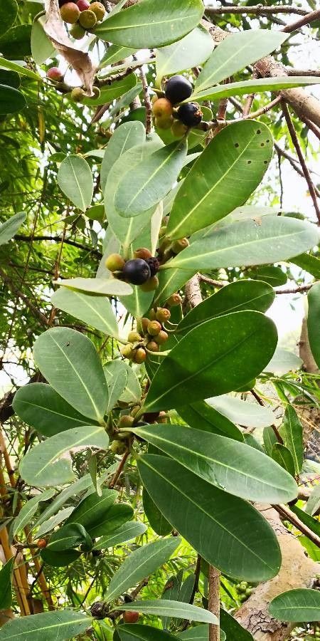 Ficus concinna fruit