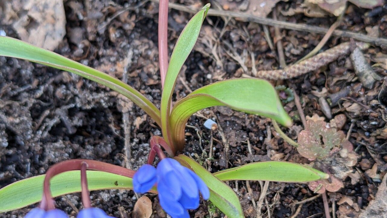 Scilla sardensis leaf