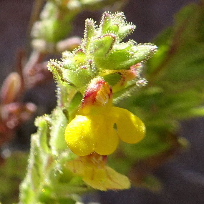 Bartsia peruviana flower