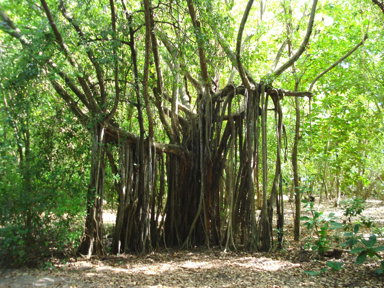 Ficus prolixa habit