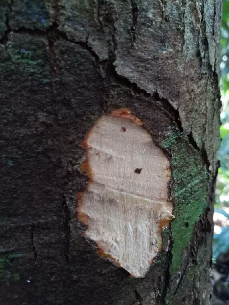 Shorea leprosula bark