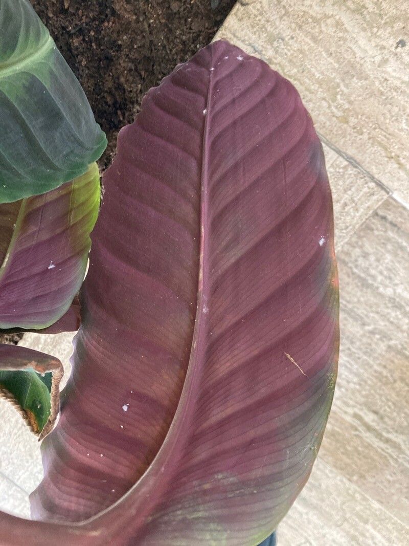 Goeppertia warszewiczii — search result for 'Calathea'