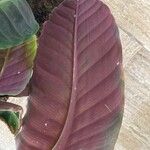 Goeppertia warszewiczii