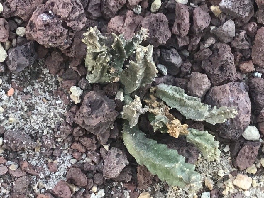 Caralluma munbyana — houseplant care guide