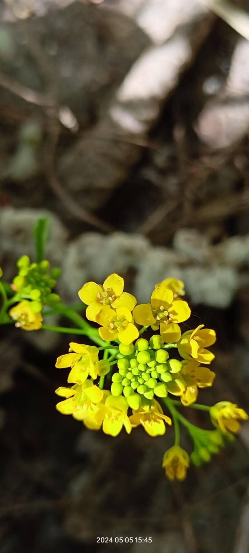 Rorippa brachycarpa flower