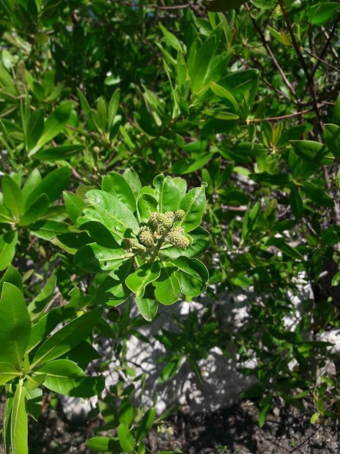 Conocarpus erectus flower