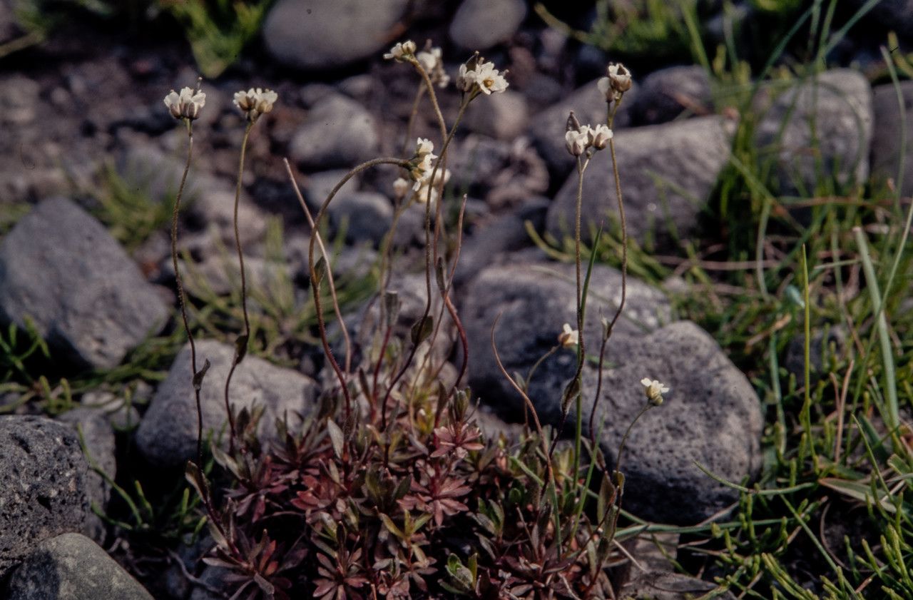 Draba glabella habit