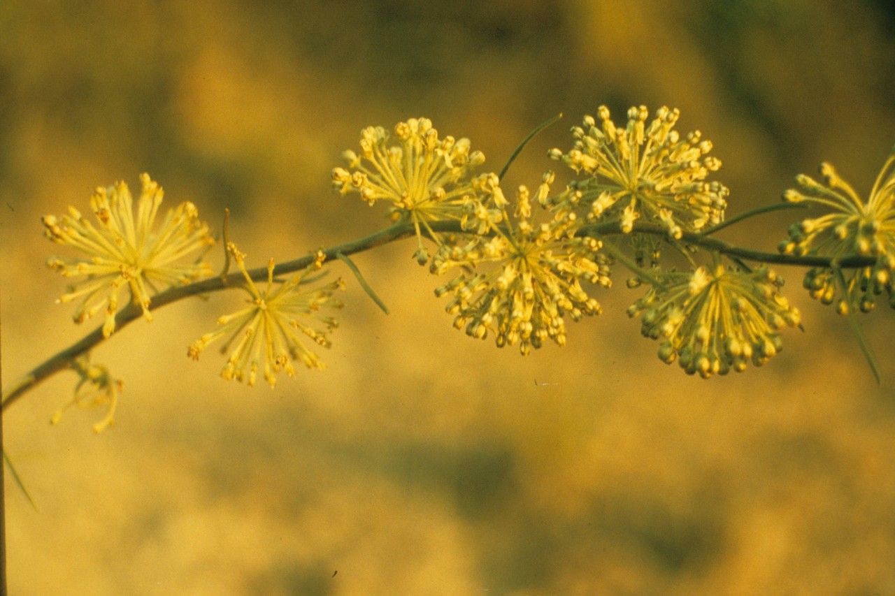 Asclepias michauxii — search result for 'Asclepias'