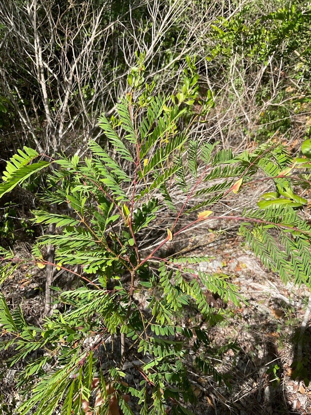 Lysiloma latisiliquum habit