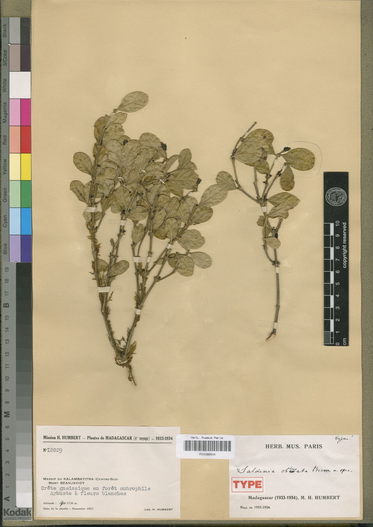 Saldinia obtusata — houseplant care guide