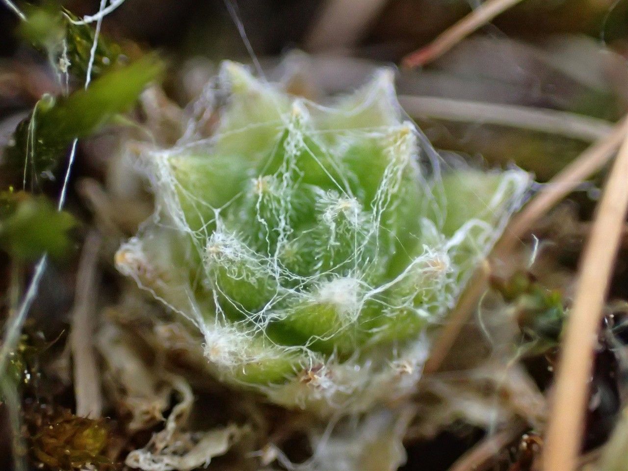 Sempervivum arachnoideum fruit