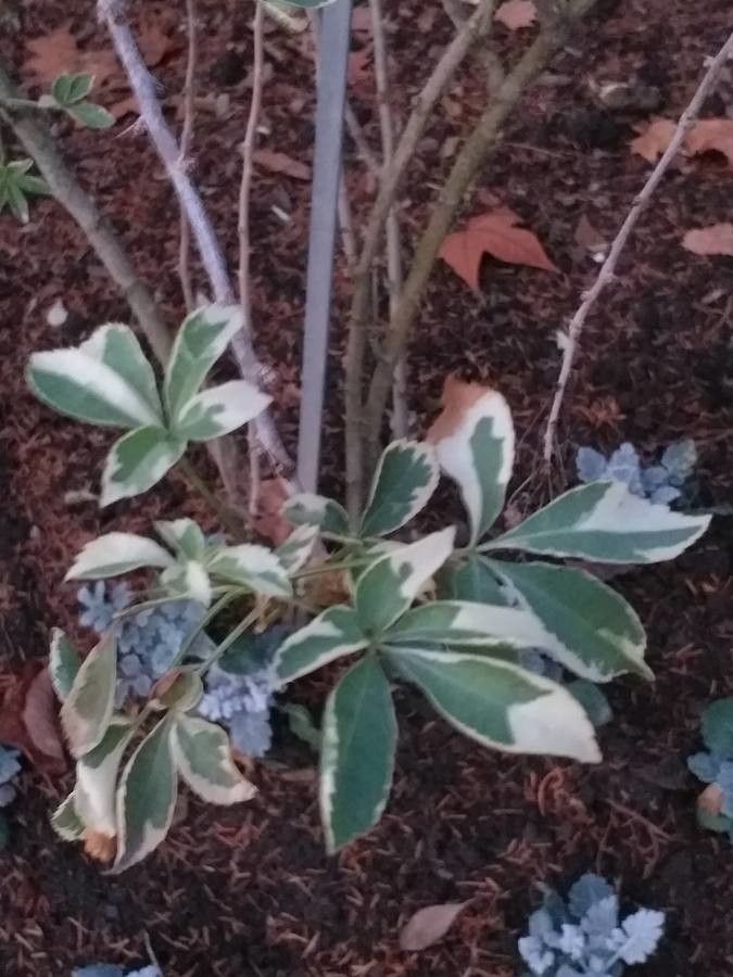 Halimodendron halodendron — houseplant care guide