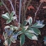 Halimodendron halodendron