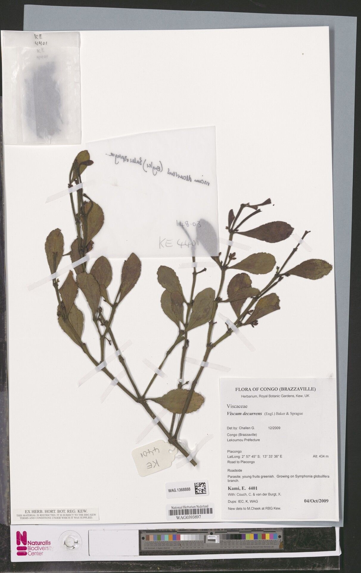 Viscum decurrens — houseplant care guide