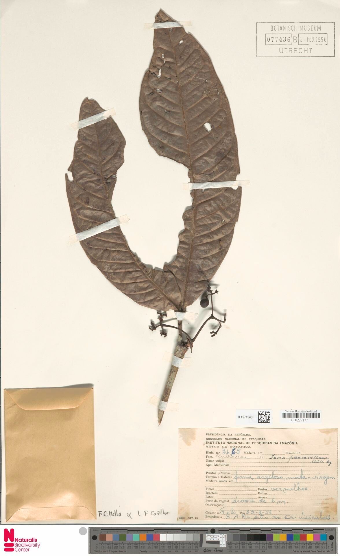 Ixora francavillana — search result for 'Ixora'