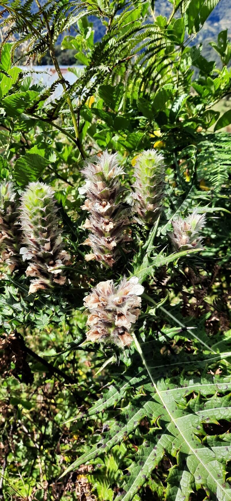 Acanthus carduaceus