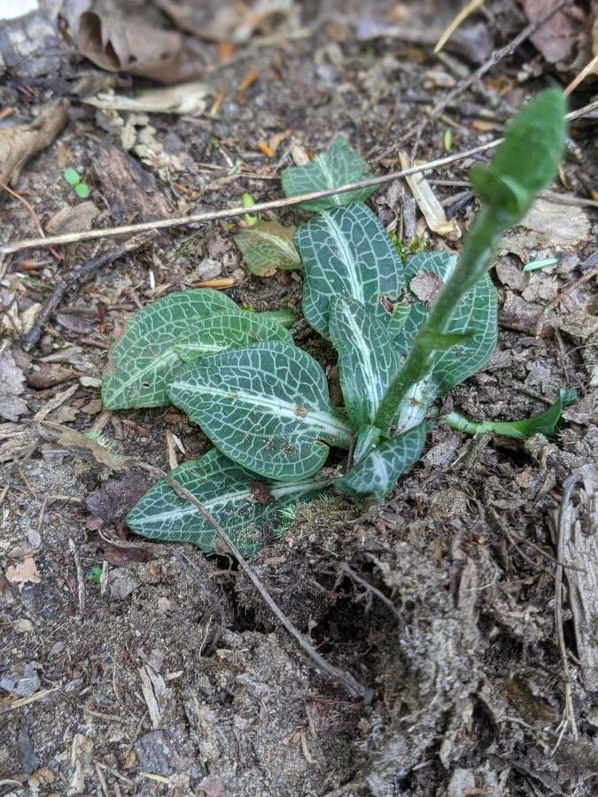 Goodyera tesselata — search result for 'Orchidaceae'