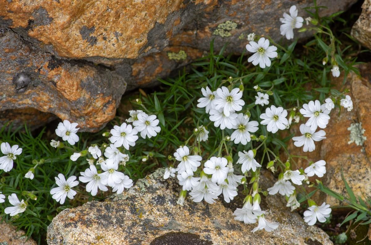 Cerastium stenopetalum flower