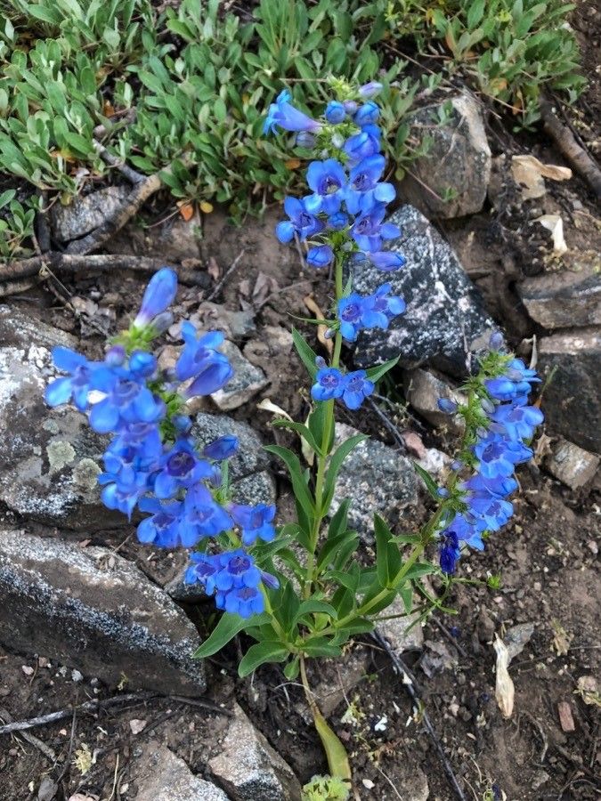 Penstemon cyananthus — search result for 'Penstemon'