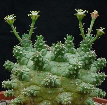 Euphorbia decepta leaf