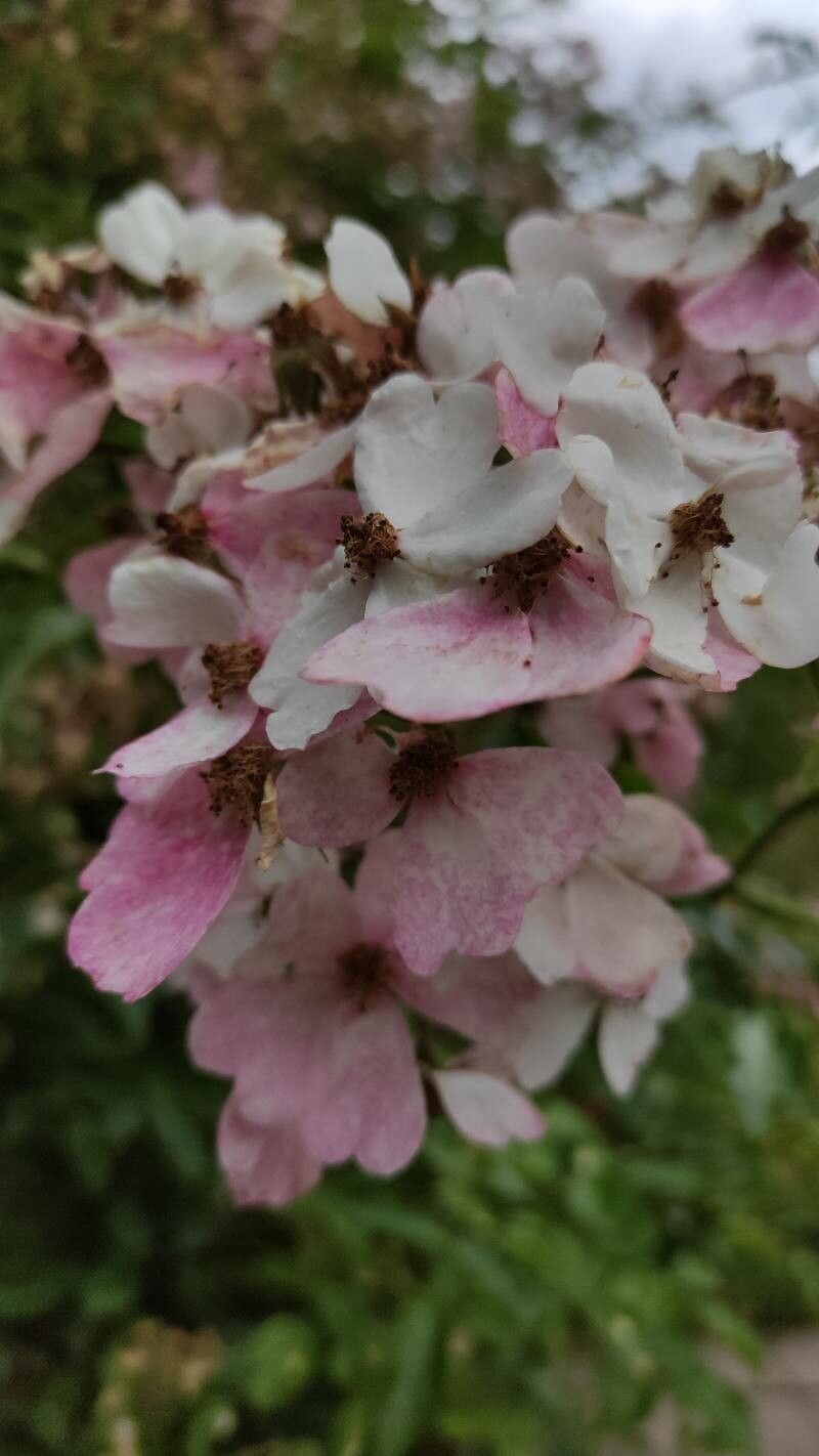Rosa longicuspis flower