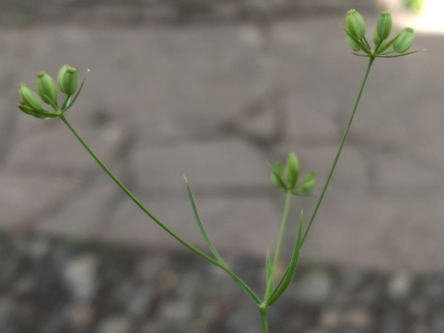 Bupleurum praealtum fruit