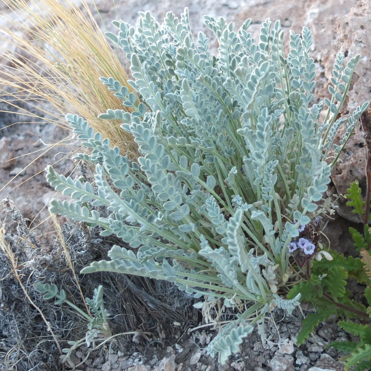 Astragalus cryptobotrys — houseplant care guide