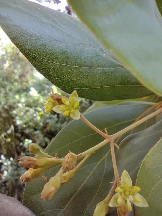 Persea lingue flower