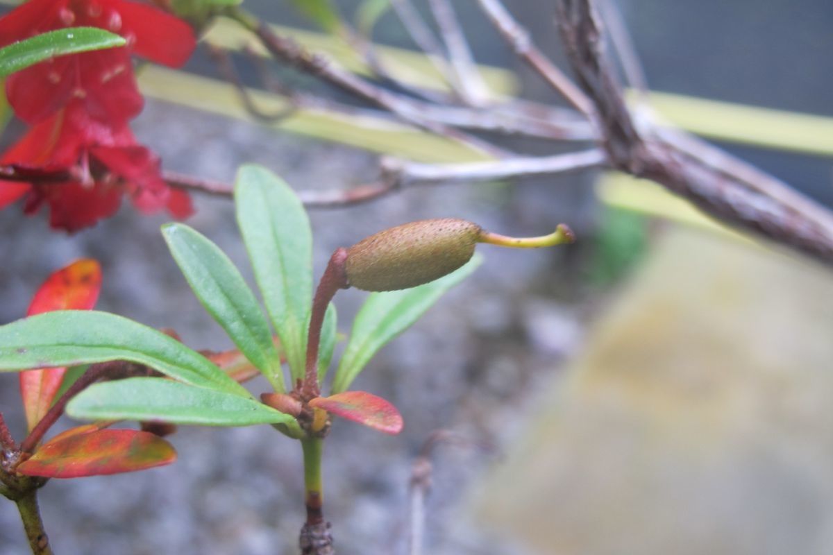 Rhododendron banghamiorum fruit