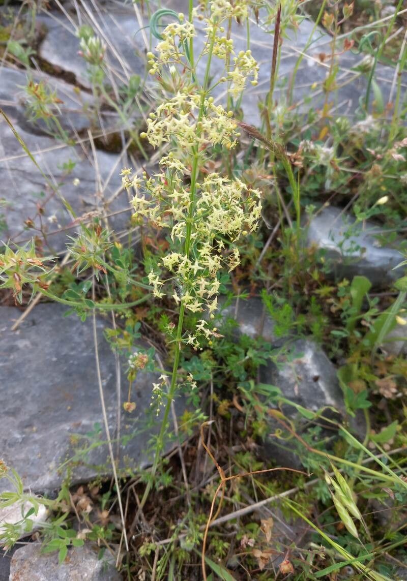Galium melanantherum flower