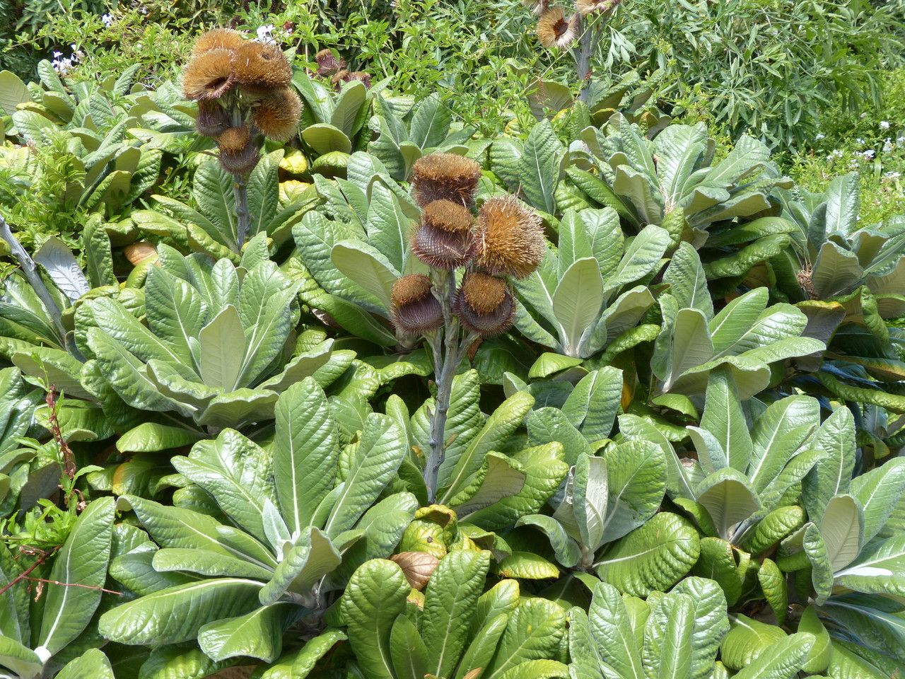 Oldenburgia grandis habit