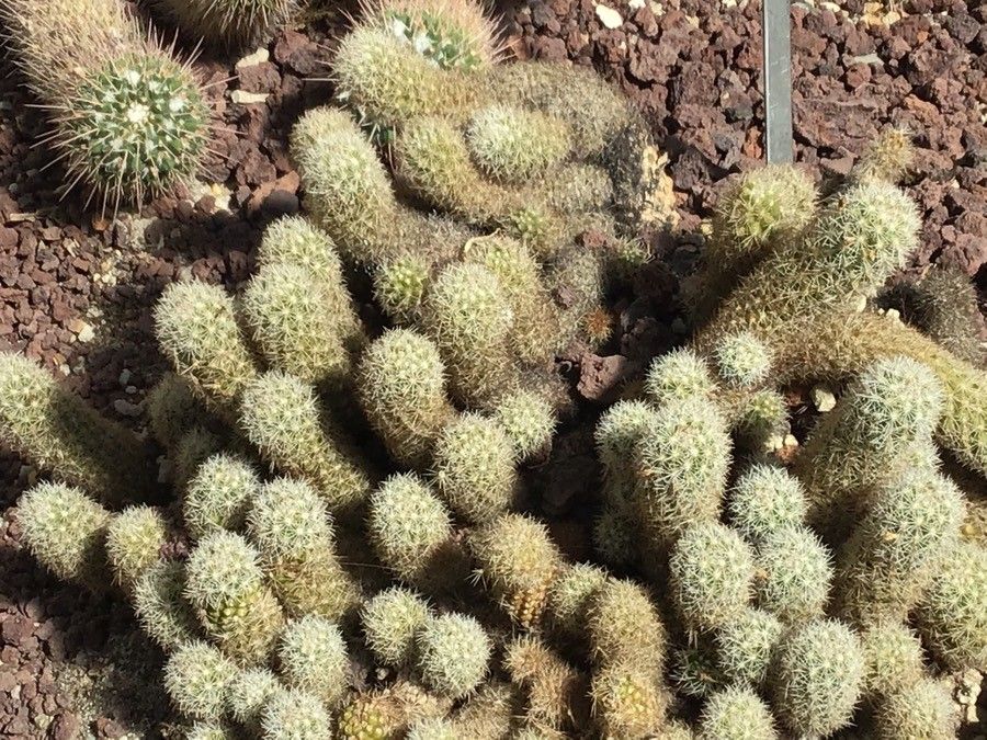 Mammillaria sphacelata — search result for 'Mammillaria'