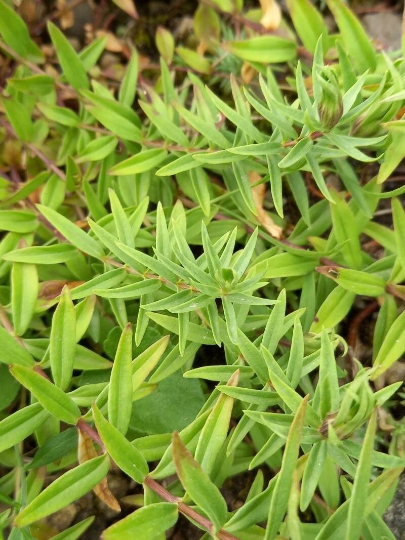Gentiana septemfida — search result for 'Gentianaceae'