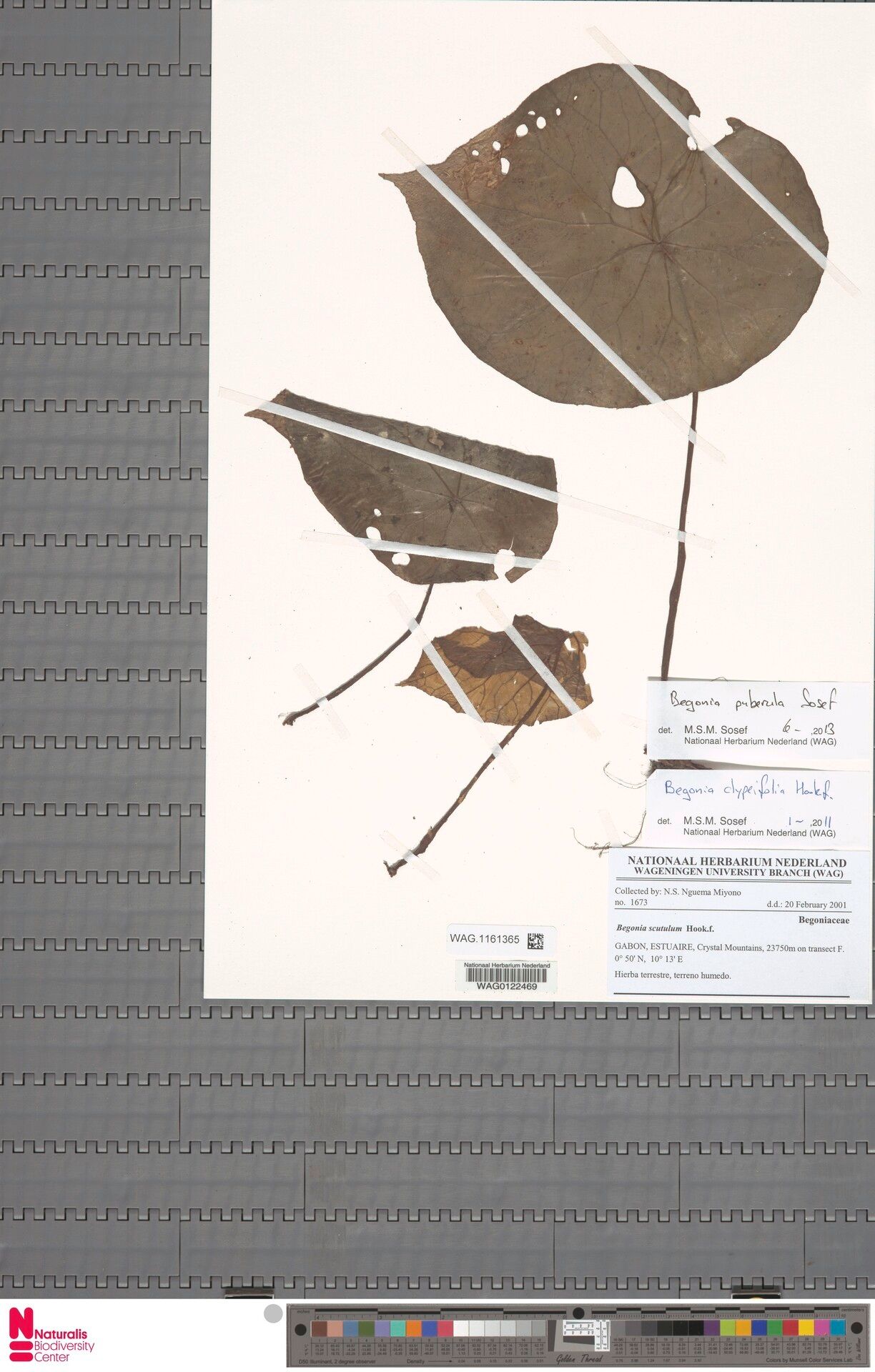 Begonia puberula — houseplant care guide